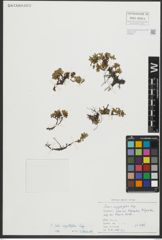 Foto von Salix serpyllifolia Scop.